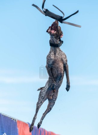 Photo for German short hair pointer at a dock diving event in mid air catching a bumper toy - Royalty Free Image