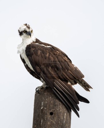 Foto de Osprey on a pole looking for fish at a Florida lake - Imagen libre de derechos