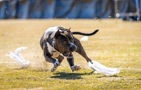 Téléchargez les photos : Terrier américain gris du Staffordshire après avoir attrapé un leurre lors d'un événement - en image libre de droit