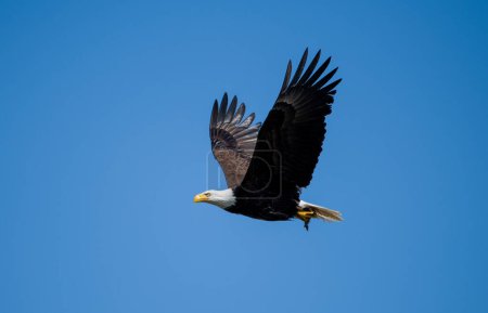 Téléchargez les photos : Aigle adulte volant haut dans le ciel portant un poisson - en image libre de droit