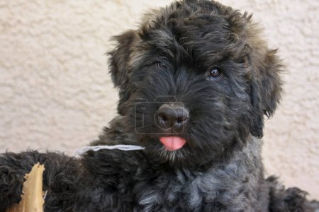 Photo for Black Bouvier puppy playing and looking at the camera - Royalty Free Image