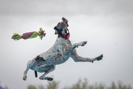 Photo for German short hair pointer at dock diving makeing a funny face after missing his toy - Royalty Free Image