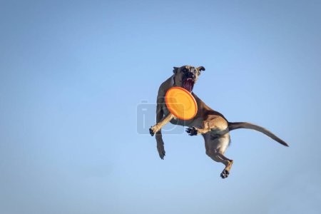 Photo for A mixed breed brown dog at dock diving in mid-air catching a dis - Royalty Free Image