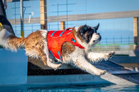 Photo for St. Bernard at a dock diving event jumping into the swimming pool - Royalty Free Image