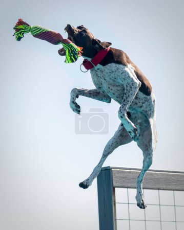 Photo for German short hair pointer dock doving and catching a toy in the air - Royalty Free Image