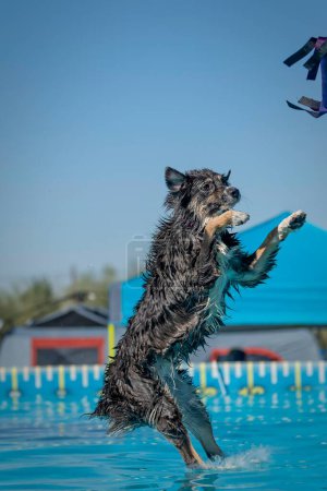 Photo for Australian Shepherd splashing into the water after jumping off a dock at the pool - Royalty Free Image