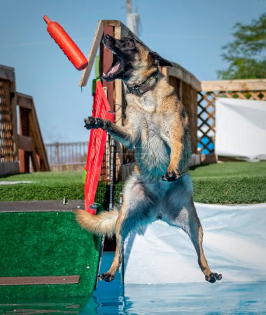 Photo for Belgian Malinois dog catching an orange bumper after jumping off a dock into the pool - Royalty Free Image