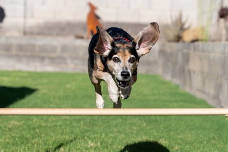 Foto de Beagle con sus orejas volando sobre un salto de agilidad - Imagen libre de derechos