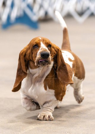 Basset hound walking with her tongue coming out