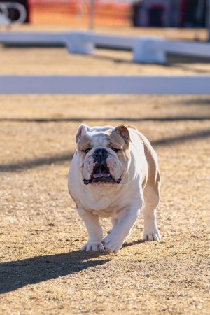 Large white male bulldog walking in the dry grass