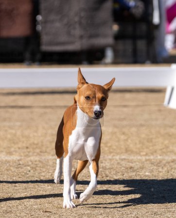 Red and white Basenji African pack dog in the conformation show ring