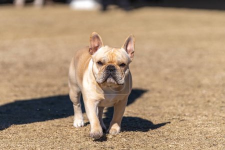 Tan Französische Bulldogge schielt in die Sonne und schaut in die Kamera