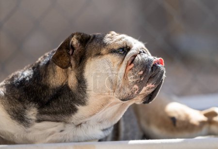 A senior English Bulldog out lying in the sun
