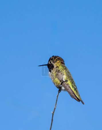 Kolibri sitzt auf einem Ast vor blauem Himmel