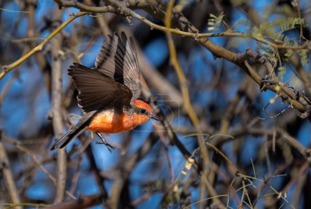 Vermilian flycatcher bird taking off from a branch