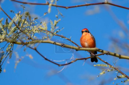 Vermilion flycatcher sitting on a branch in a tree with the blue sky behind