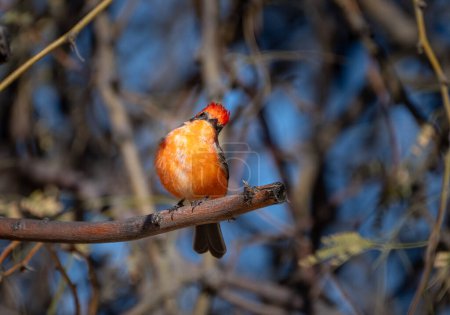 Bright vermilion flycatcher tilting his head while sitting on a branch