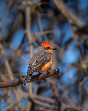 Side view of a vermilion flycatcher bird on a branch