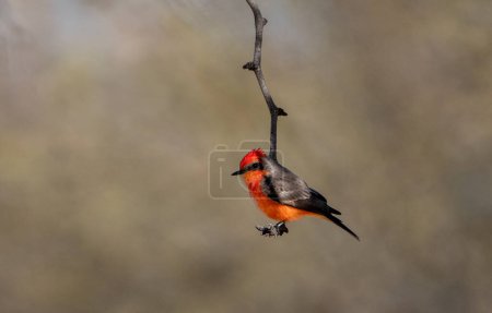 Bright colored vermilion flycatcher at the end of a branch