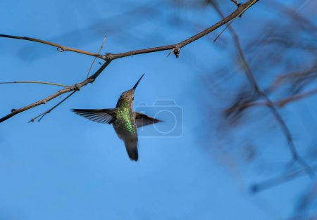 Kolibri sucht Nektor und vermisst den winzigen Käfer links