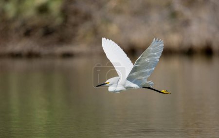 Snowy Egret with wings up flying low across a lake