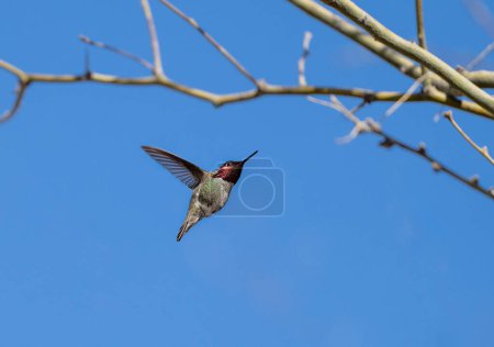 Male hummingbird flying up towards some branches
