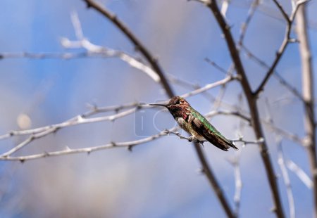 Männlicher Kolibri sitzt auf einem Ast in einem Baum