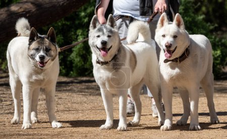Three Akita dogs on a park trail out for a morning walk