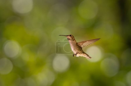Female hummingbird flying against a green tree in the background