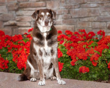 Chocolate Labrador Retriever posing for an outdoor portrait in front of flowers