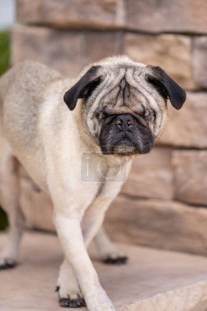 A blind pug with no eyes in front of a brick wall