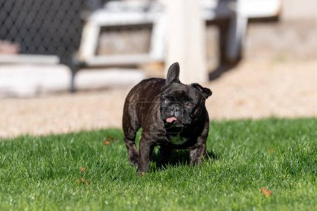 Very small French bulldog walking through the grass