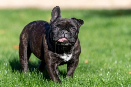 Close up natural portrait of a French Bulldog on the green grass