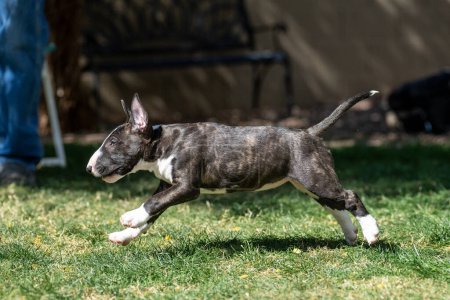 Brindel bull terrier puppy running across the grass playing