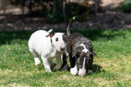 sibbling bull terrier puppies running and playing in the grass