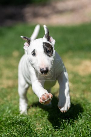 White bull terrier puppy with an eye patch running through the grass