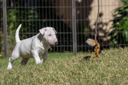 Bull terrier puppy playing with a toy on a rope in the yard