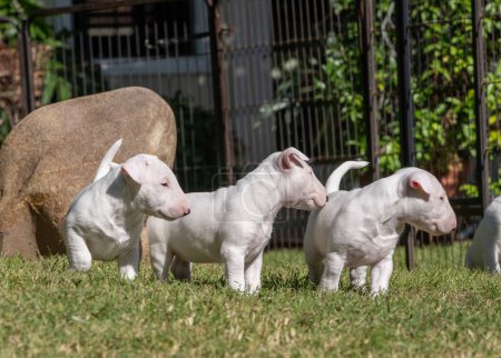 Three white bull terrier puppies playing on the grass in the yard