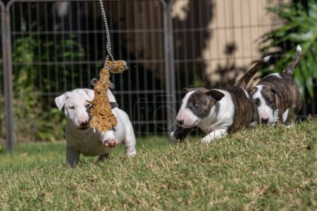 White and colored bull terrier puppies playing in the grass with a toy on a rope