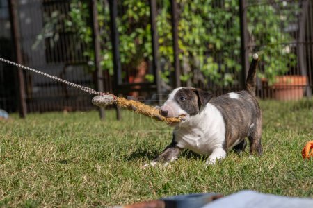 Brindle bull terrier puppy playing tug of war with a toy on the grass