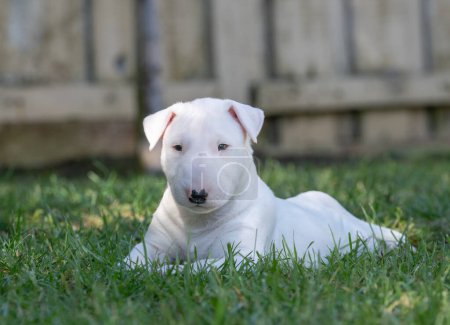 Cute bull terrier puppy in the grass looking at the camera
