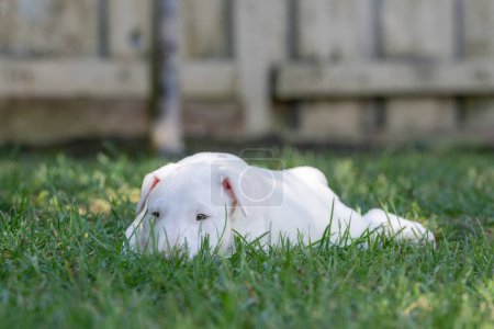 White bull terrier puppy lying down in the grass