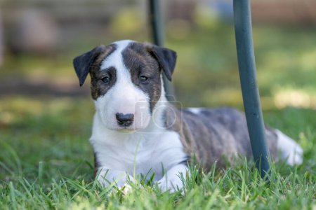 Cute brindle bull terrier puppy in the grass looking at the camera