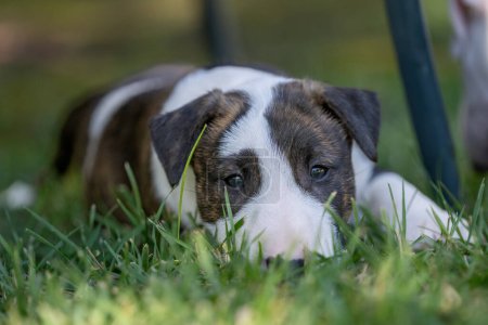 Close up of a brindle bull terrier puppy lying in the grass