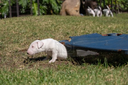 White bull terrier puppy outside on the grass crawling under a dog bed