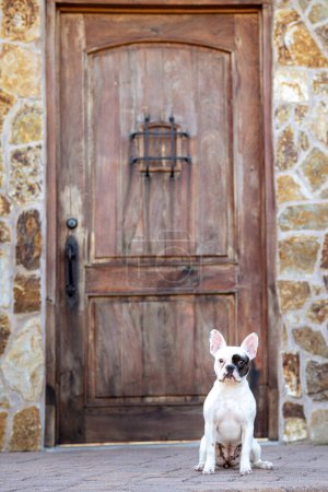 Blanco bulldog francés cachorro con un parche para los ojos posando para un retrato