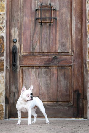 Weiße französische Bulldogge posiert für ein Porträt vor einer verzierten Tür