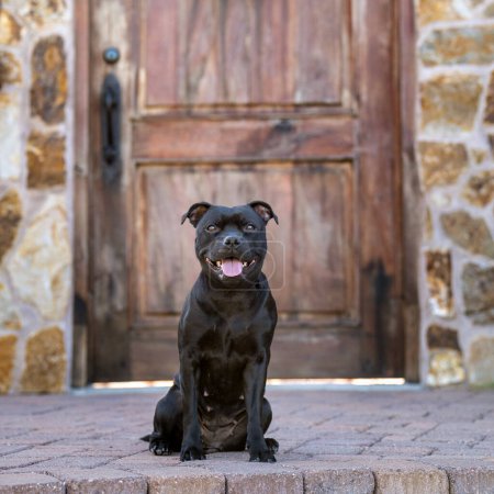 Staffordshire terrier posando para un retrato frente a una vieja puerta de madera