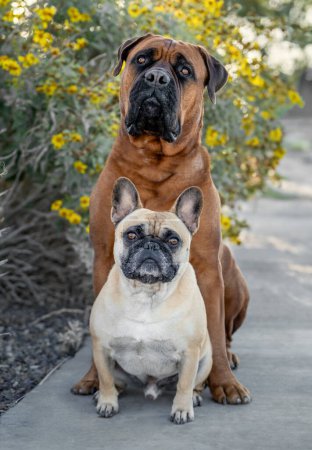 Eine große Stierdogge und eine kleinere französische Bulldogge posieren mit gelben Blumen für ein Porträt