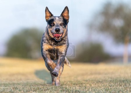 Australian Cattle Dog with her tongue out while running at the park